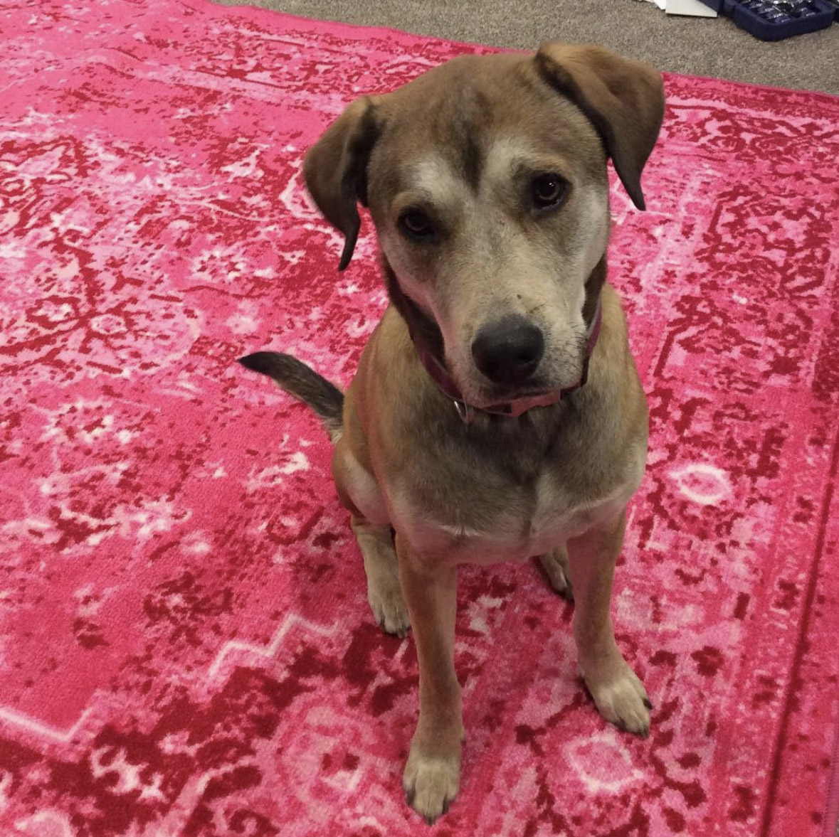 Aggressively pink oversized rugs on the studio concrete floor.